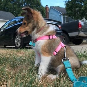 Puppy harness